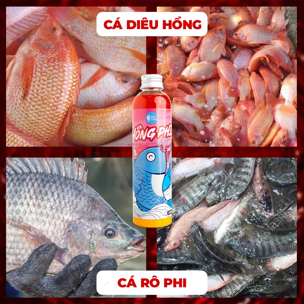 Hồng Phi Kim Long - Vietnam Fishing