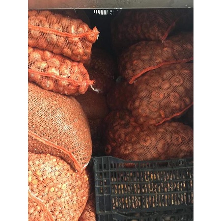 10 củ giống hoa lay ơn nhiều màu