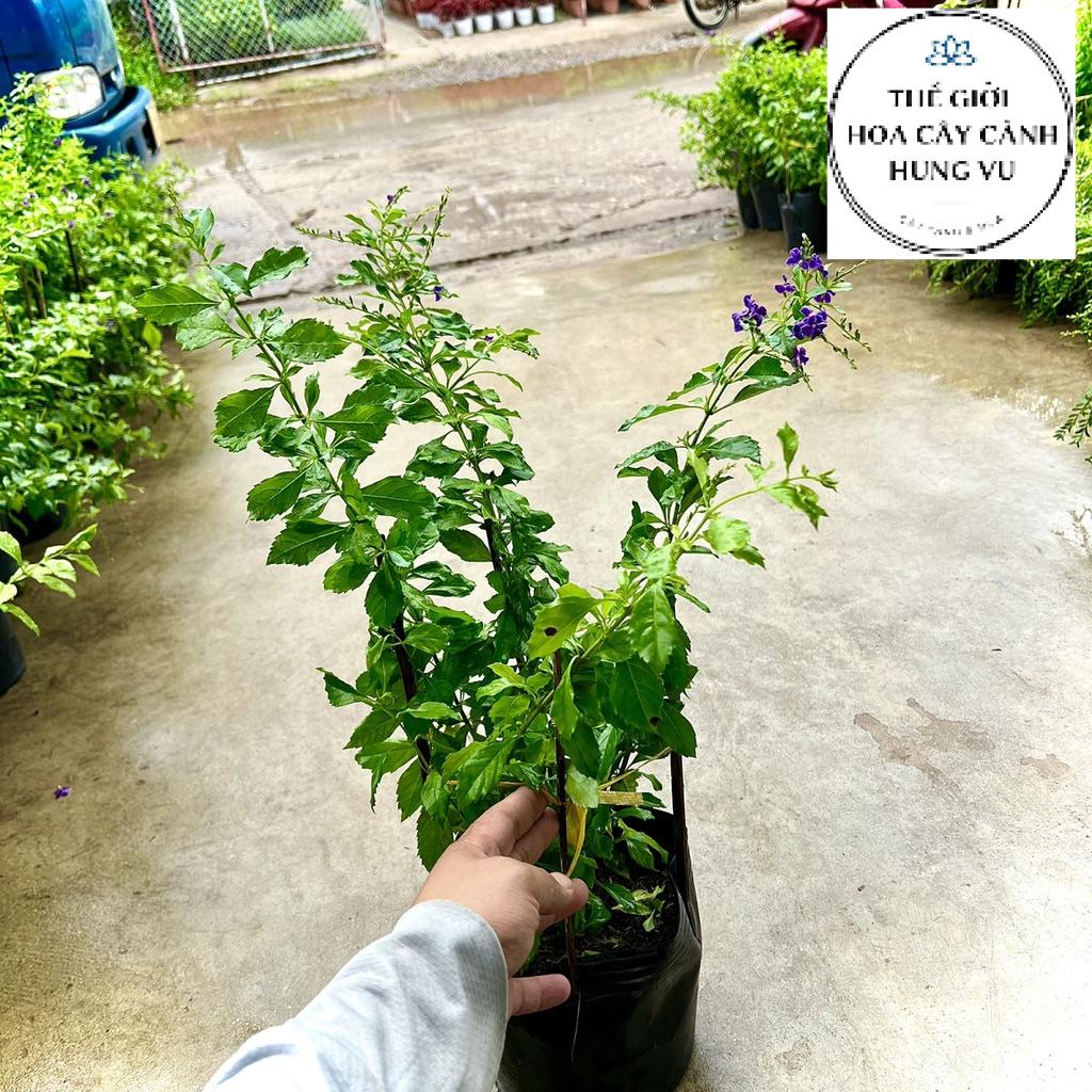 Cây chuỗi ngọc thái đang hoa..