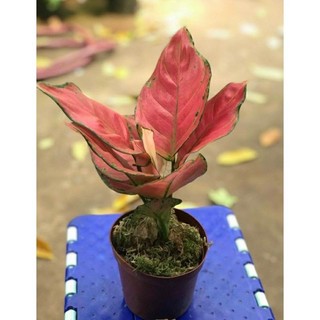 Cây Vạn Lộc Thái ( hình thiệc )
