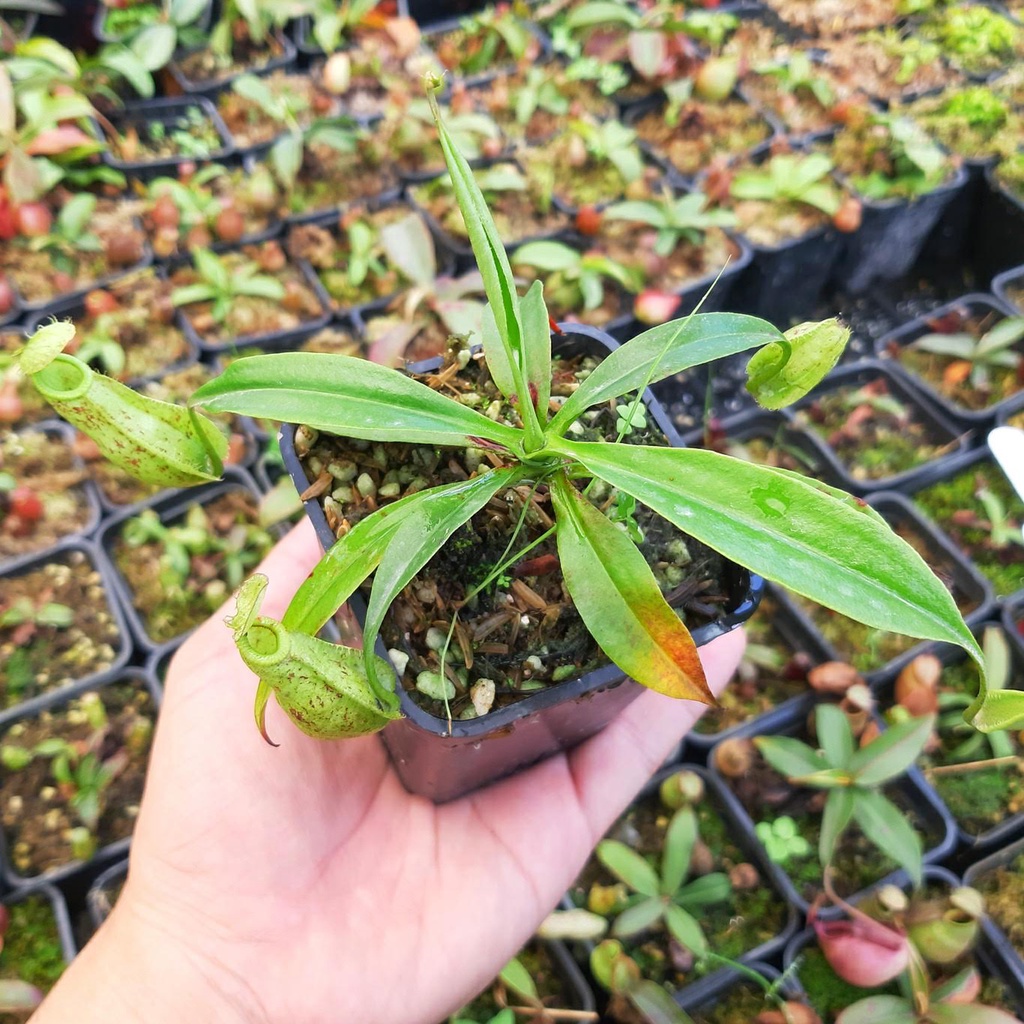 Cây nắp ấm N. rafflesiana