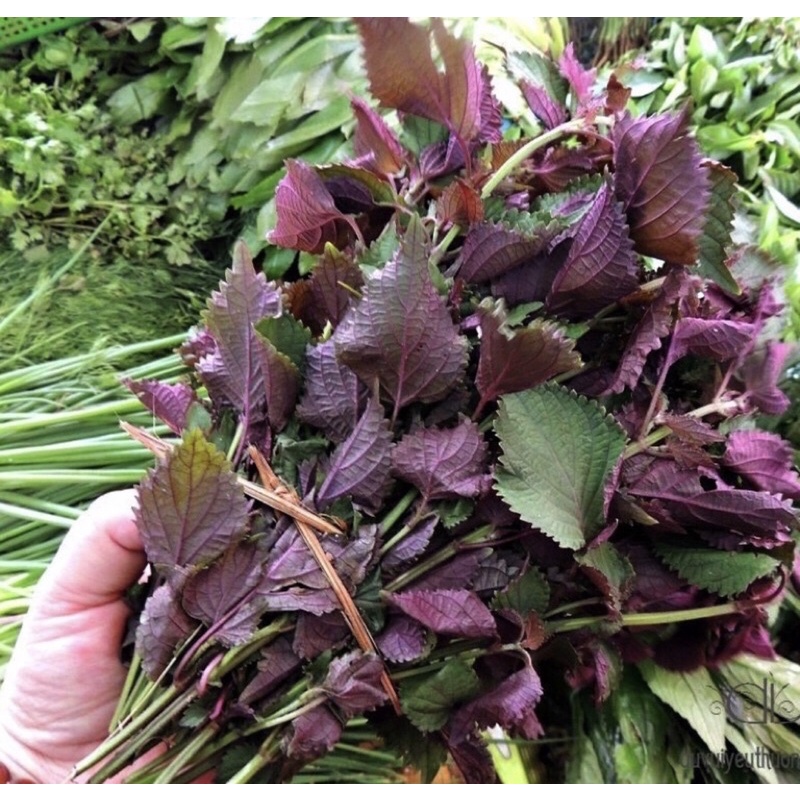 1Kg Lá tía tô khô nhà làm thơm,mới,sạch