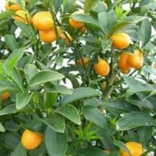 Cây Giống Tắc Thái (cam kết giống chuẩn có bảo hành)