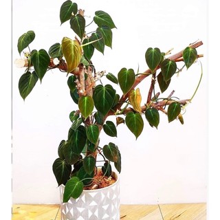 Chậu mềm giống Philodendron Micans (Trầu Bà Micans)
