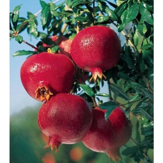 Cây giống lựu đỏ ai cập siêu trái.