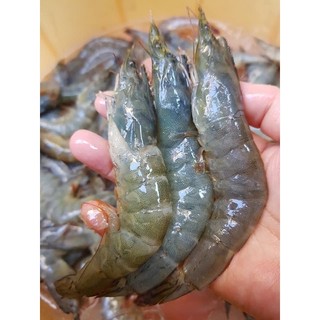 Tôm lột size to ( khay 500g )