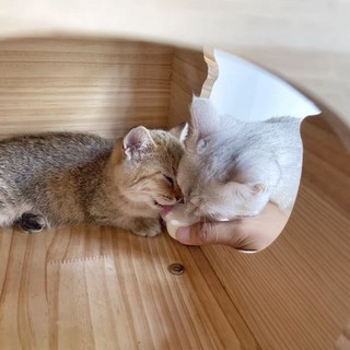 Pudding sữa dê cho mèo con và mèo lớn 15G