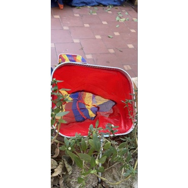 Rọng Cá Cao Cấp 7 Màu Khung Vuông 33x2M