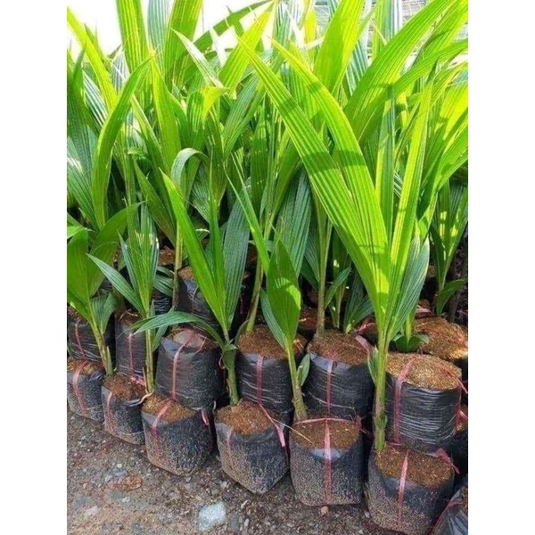 Cây giống dừa sáp lùn