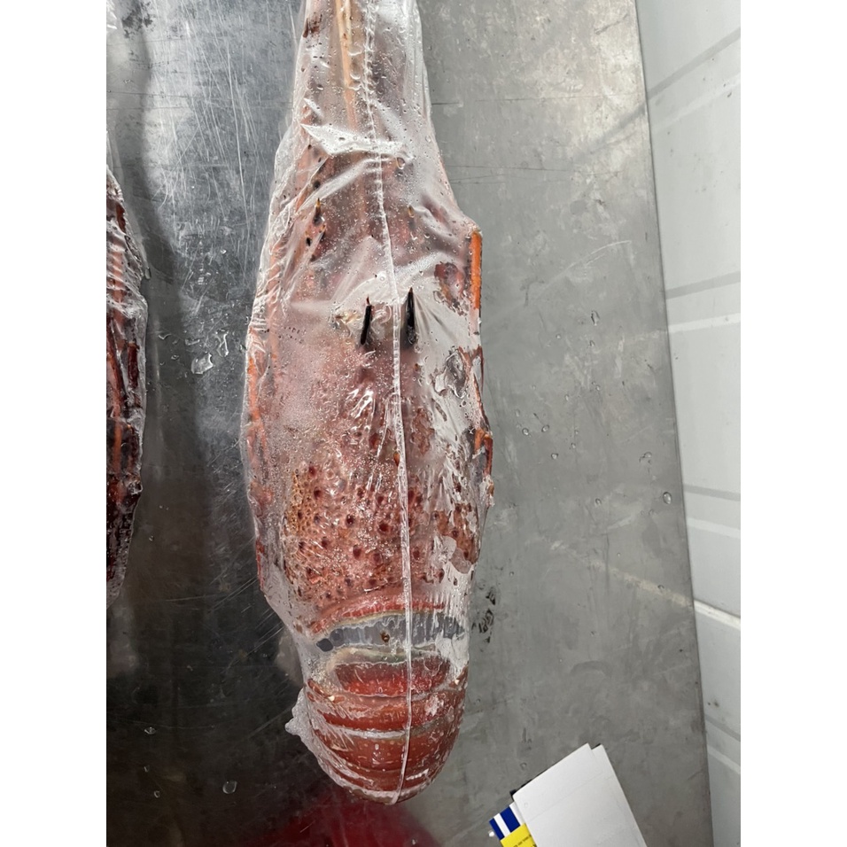 Tôm hùm đá đỏ Úc - 1,6 - 1,8 ký/con - Hàng đông lạnh