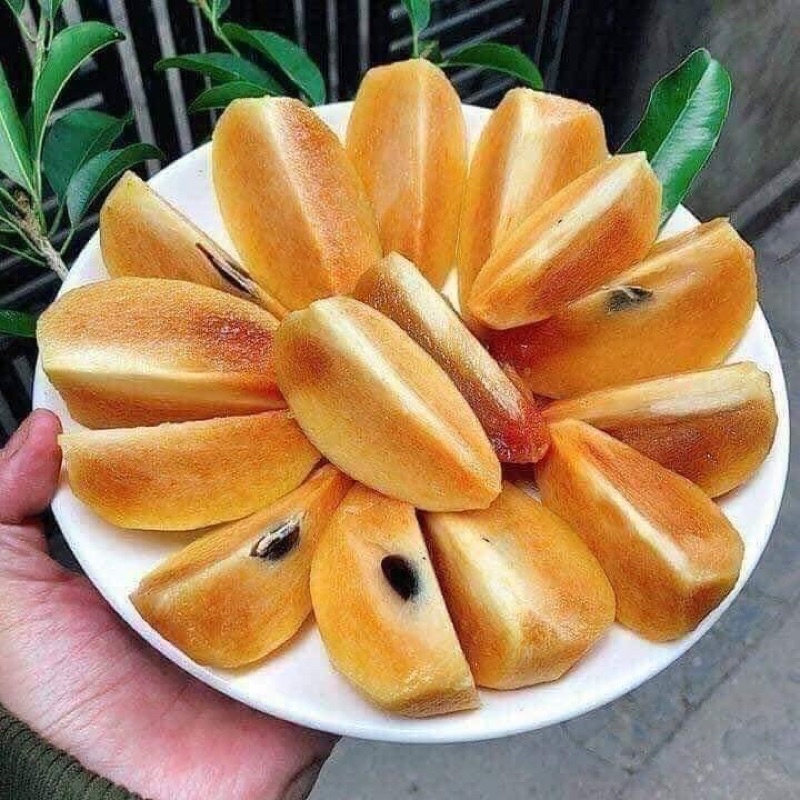 CÂY GIỐNG HỒNG XIÊM XOÀI cao 70cm có thể trồng sân thượng