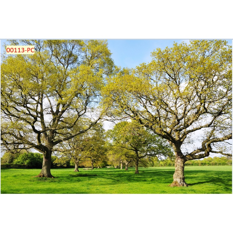 Tranh Dán Tường Hàng Cây Xanh Trang Trí Nhà Hàng, Quán Ăn Độc Đáo