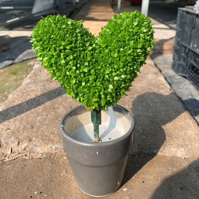 Cây Cỏ May Mắn  chiều cao 15-20cm cây phong thuỷ để bàn lọc không khí, làm quà tặng tinh tế