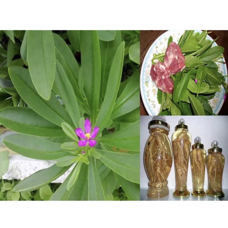 cây sâm đất ( thổ sâm)
