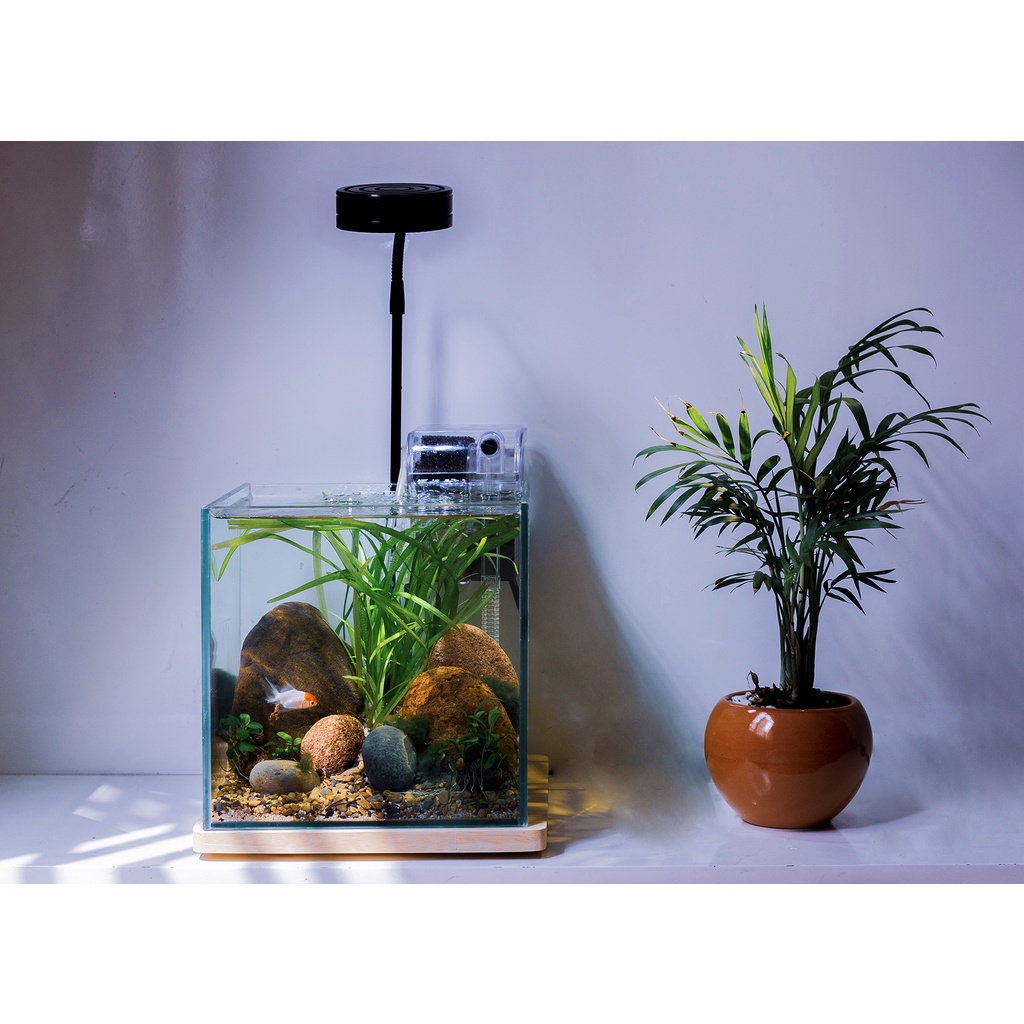 Bể kính cubic 25cm siêu trong nhập khẩu