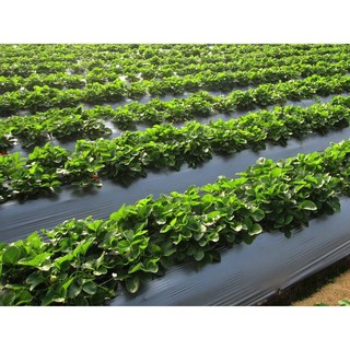 1KG  MÀNG PHỦ NÔNG NGHIỆP 30MIC RỘNG1.2M GIỮ ẨM ĐẤT CHỐNG CỎ MỌC