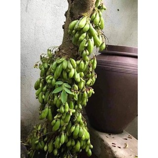 Cây khế Tàu lùn siêu trái