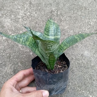 Cây lưỡi mèo xanh giống nội địa