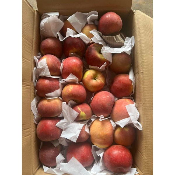 Táo đá giòn ngọt