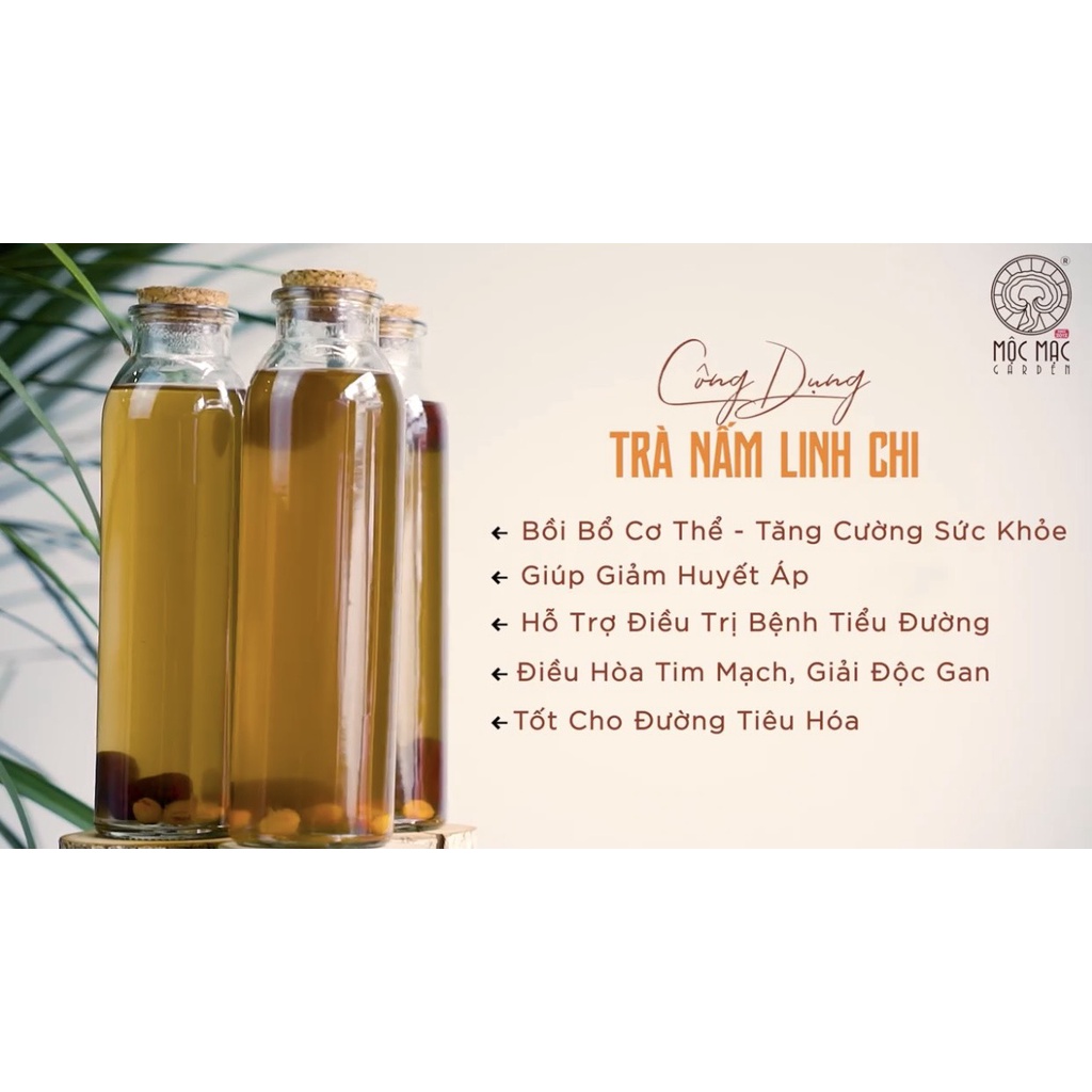 Hộp Nấm Linh Chi Xay nhuyễn thượng hạng