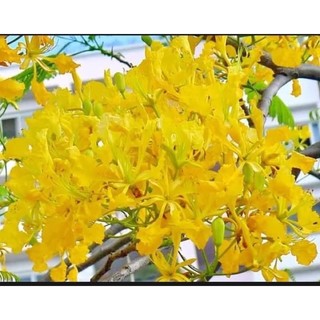 Cây giống Phượng vàng(1 bầu 25cm)