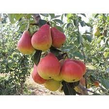 Cây Giống Lê Đỏ Nam Phi, Cây Lê Đỏ, Lê Nam Phi