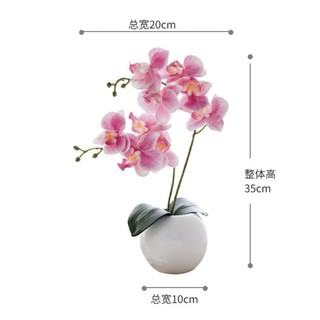 Set bình lan mini trang trí nhà cửa
