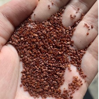 100g hạt ngũ hoa hạt to sạch
