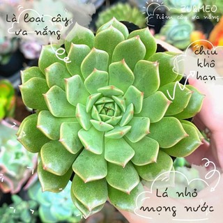 Sen đá ruby lá ngắn, ruby lá dẹp size bé 4-6cm - ZUMEO tiệm cây ưa nắng