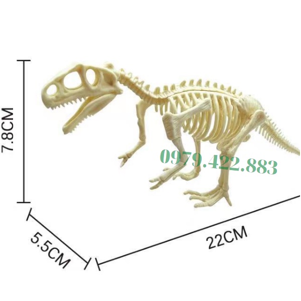 Bộ Xương Khủng Long Cao Cấp 16-22Cm