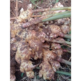 1 KG CỦ GỪNG TƯƠI