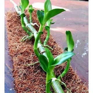 (PHẠM GIA FARM)  túi xơ dừa trồng cây và ươm hạt