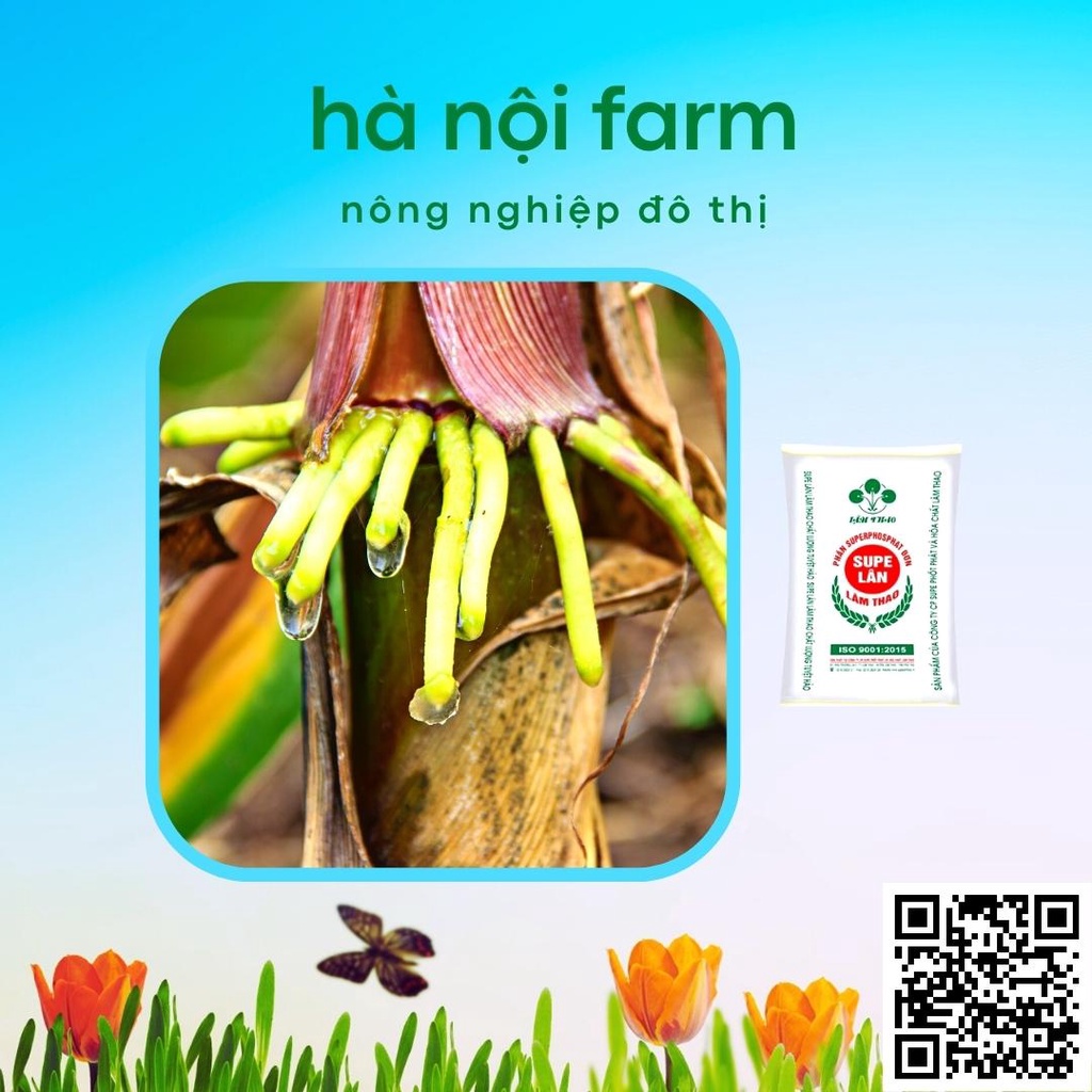 Phân Lân bột Lâm Thao- Supe 500g