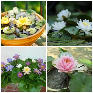 Hạt giống hoa súng mini ( tặng phân bón , kích mầm ) .