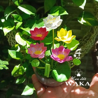 Hoa Đất Sét Mini- Hoa Sen Chậu 5 Bông 12cm