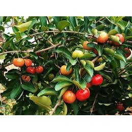 Cây Sơ Ri ngọt Thái Lan - Giống cây trồng cây ăn trái