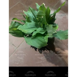 địa liền giống cổ (nguyên bản củ ngẫu nhiên) tặng hom dâu tằm