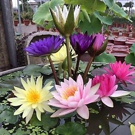 Hạt giống hoa súng mini ( tặng phân bón , kích mầm ) .