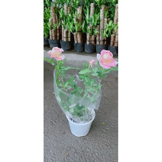 Bụi Hoa Hồng Hoa Thơm