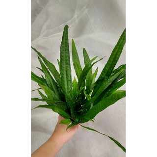 Cây thủy sinh dương xỉ Java lá lớn - dạng chậu - lá cạn