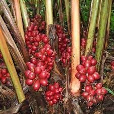 1Kg Thảo quả khô