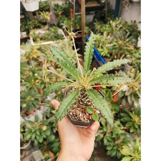Hạt giống cây Mặt Trời lá dài giống mới