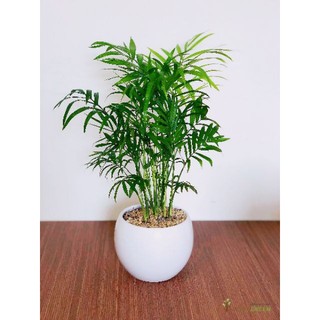 Cây Cau Tiểu Trâm - cây cảnh mini ( say you do)