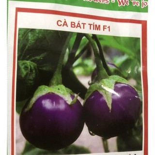 Hạt giống Cà pháo Xanh - Cà Tím 🍆 🌱