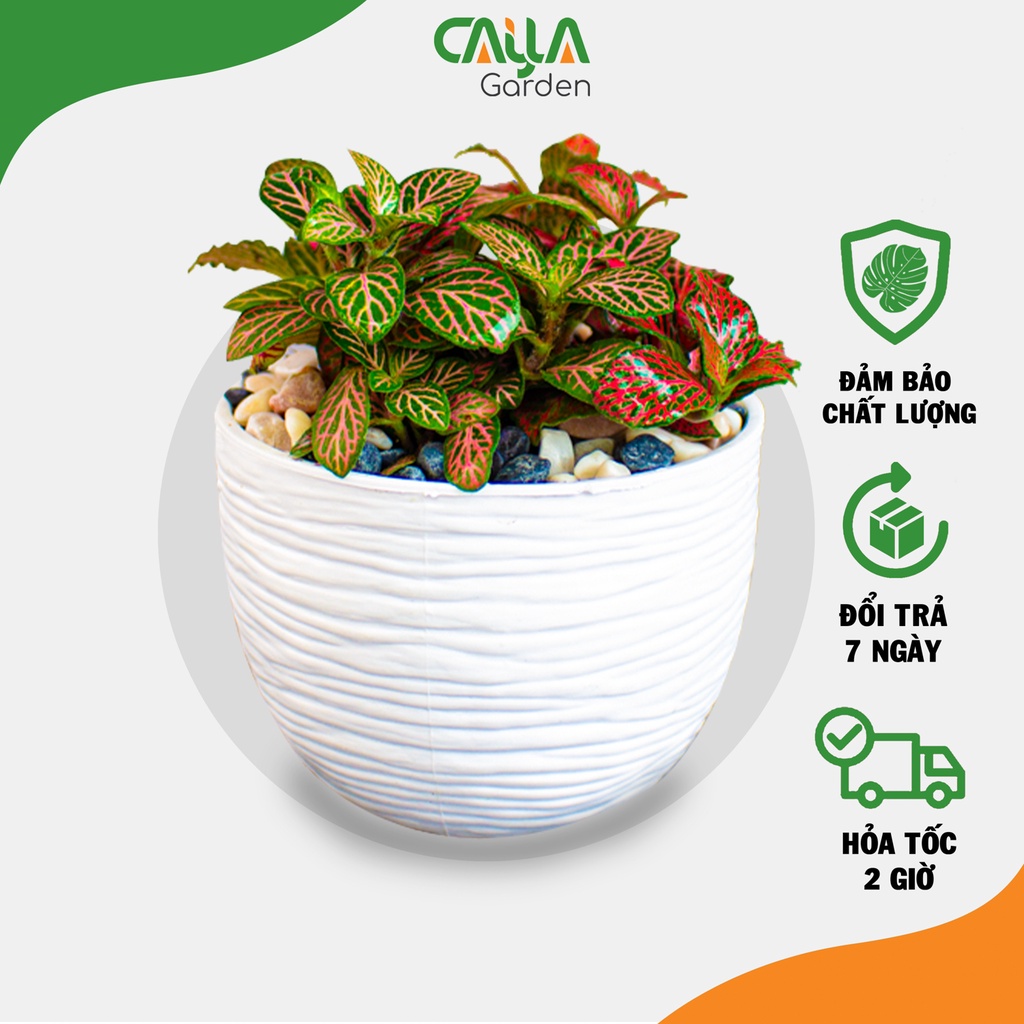 Cây Fittonia Lá May Mắn - Cây Cẩm Nhung Để Bàn May Mắn, Tặng Kèm Phụ Kiện Bảng Đen + Bọ Mini