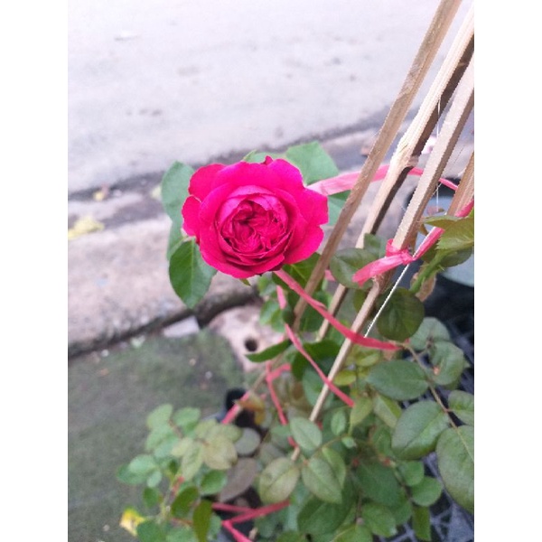 Cây Hoa Hồng Leo, thơm