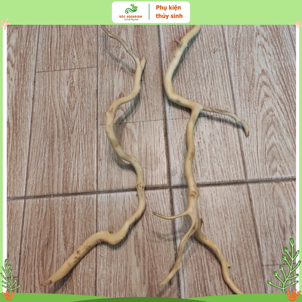 Lũa Đỗ Quyên Loại Ngắn, Lũa Gồm Nhiều Kích Thước, Hình Dáng