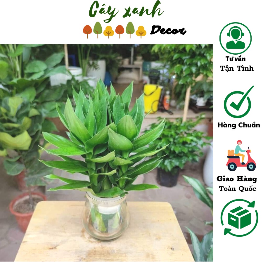 Cây phát lộc 3 gốc ,cây phong thủy để bàn phát tài phát lộc, để bàn thờ,trang trí nội thất cao 30cm