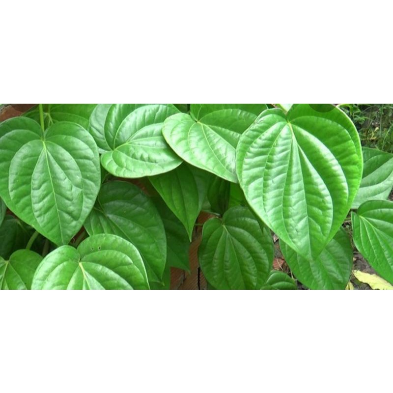100g Lá trầu không tươi
