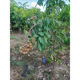 CÂY GIỐNG NHÃN KHÔNG HẠT(CHUẤN GIỒNG NHÃN KO HẠT)